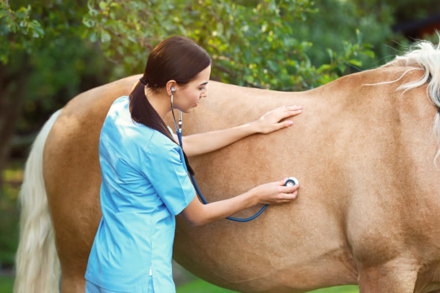 شهادة تدريبية في إعداد مدرب – طبيب محترف في الطب الرياضي الحديث المتقدم